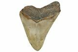 Bargain, Fossil Megalodon Tooth - North Carolina #349381-1